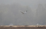 Ängshök - Montagu's Harrier (Circus pygargus)