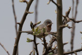 Rdstrupig sngare - Subalpine Warbler (Sylvia cantillans)