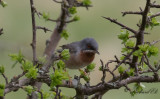 Rdstrupig sngare - Subalpine Warbler (Sylvia cantillans)
