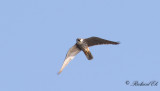 Lärkfalk - Hobby (Falco subbuteo)