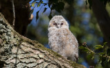 Kattuggla - Tawny Owl (Strix aluco)