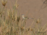 Sahelsngare - Cricket Warbler (Spiloptila clamans)