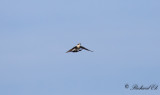 Stenskvätta - Wheatear (Oenanthe oenanthe)