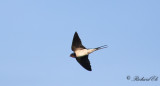 Ladusvala - Barn Swallow (Hirundo rustica)