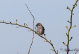 Pilfink - Tree Sparrow (Passer montanus)