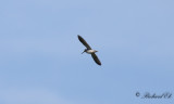 Dvärgbeckasin - Jack Snipe (Lymnocryptes minimus)
