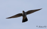 Gök - Common Cuckoo (Cuculus canorus)