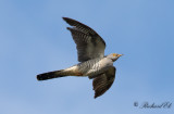 Gök - Common Cuckoo (Cuculus canorus)
