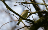 Lövsångare - Willow Warbler (Phylloscopus trochilus)