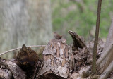 Gärdsmyg - Winter Wren (Troglodytes troglodytes)