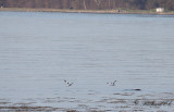 Skärfläcka - Pied Avocet (Recurvirostra avosetta)