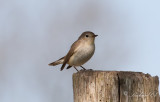 Mindre flugsnappare - Red-breasted Flycatcher (Ficedula parva)