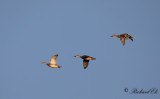 Snatterand - Gadwall (Anas strepera)