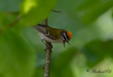 Brandkronad kungsfågel - Firecrest (Regulus ignicapillus)
