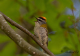 Brandkronad kungsfågel - Common Firecrest (Regulus ignicapillus)