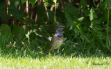 Blåhake - Bluethroat (Luscinia svecica)