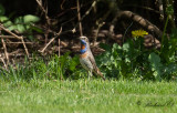 Blåhake - Bluethroat (Luscinia svecica)