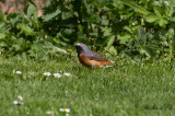 Rödstjärt - Redstart (Phoenicurus phoenicurus)