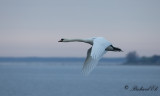 Knölsvan - Mute Swan (Cygnus olor)