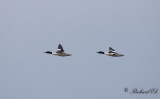 Storskrake - Goosander (Mergus merganser)