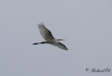 Ägretthäger - Great Egret (Ardea alba)