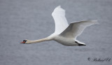 Knölsvan - Mute Swan (Cygnus olor)