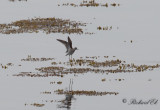 Grönbena - Wood Sandpiper (Tringa glareola)