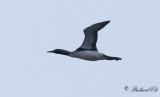 Storlom - Black-throated Diver (Gavia artica)