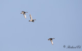 Snatterand - Gadwall (Anas strepera)