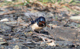 Ladusvala - Barn Swallow (Hirundo rustica)