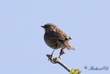 Järnsparv - Dunnock (Prunella modularis)