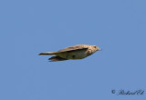 Sånglärka - Eurasian skylark (Alauda arvensis)