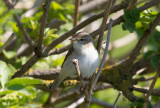 Lövsångare - Willow Warbler (Phylloscopus trochilus)