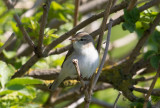 Lvsngare - Willow Warbler (Phylloscopus trochilus)