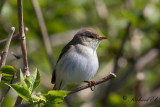 Lvsngare - Willow Warbler (Phylloscopus trochilus)