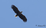 Havsörn - White-tailed Eagle (Haliaeetus albicilla)