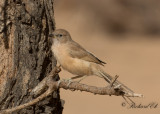 Saharaskriktrast - Fulvous Babbler (Turdoides fulvus)