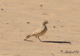 Sandkenlrka - Bar-tailed Desert Lark (Ammomanes cinctura arenicolor)