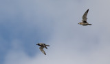 Kustpipare - Grey Plover (Pluvialis squatarola)