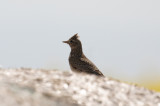 Sånglärka - Eurasian skylark (Alauda arvensis)