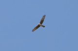 Bl krrhk - Hen Harrier (Circus cyaneus)