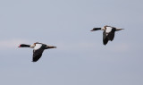 Gravand - Common Shelduck (Tadorna tadorna)