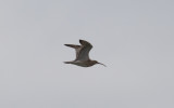Småspov - Whimbrel (Numenius phaeopus)