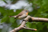 Mindre flugsnappare - Red-breasted Flycatcher (Ficedula parva)