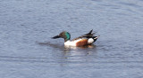 Skedand - Northern Shoveler (Anas clypeata)
