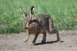 Flthare - Brown Hare (Lepus europaeus)
