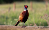 Fasan - Common Pheasant (Phasianus colchicus)