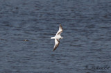 Dvärgmås - Little Gull (Larus minutus)