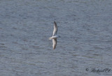 Dvärgmås - Little Gull (Larus minutus)