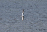 Dvrgms - Little Gull (Larus minutus)